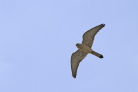 LESSER KESTREL