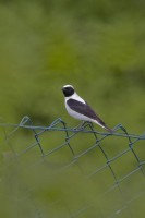 Monachella Oenanthe hispanica Black-eared Wheatear