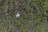 Monachella • Black-eared Wheatear