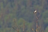 Monachella_Black-eared_Wheatear_Oenanthe_hispanica12_1200