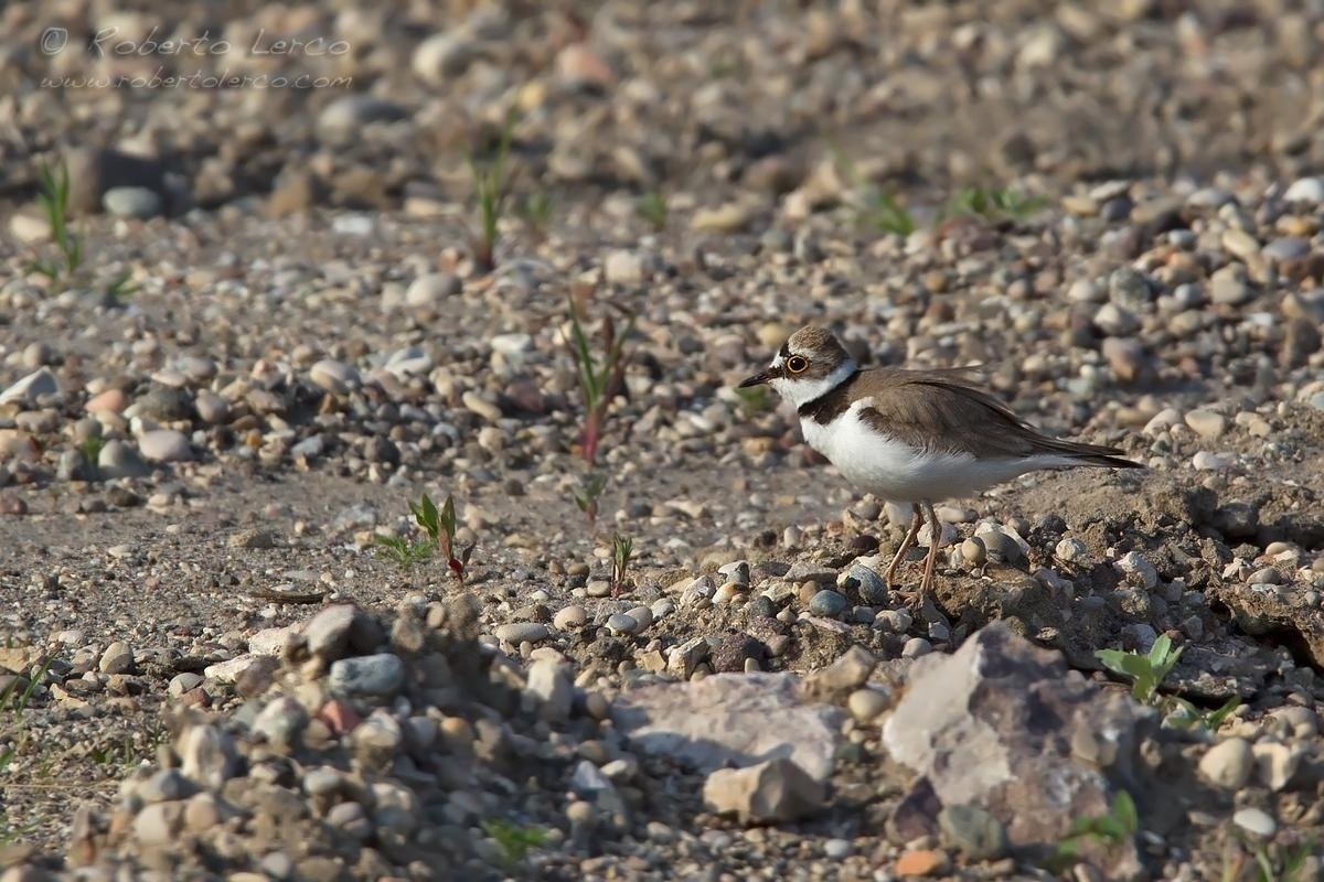 Corriere_piccolo_Charadrius_dubius_Little_Ringed_Plover08_1200