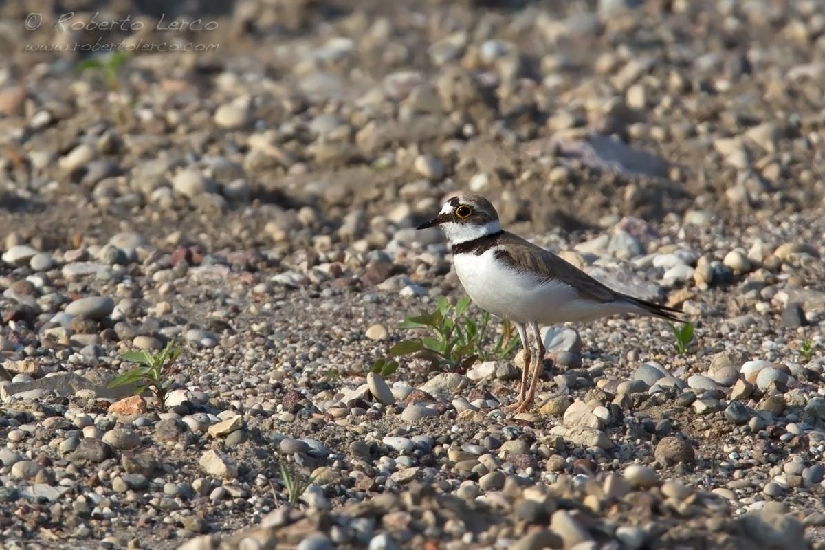 Corriere_piccolo_Charadrius_dubius_Little_Ringed_Plover09_1200