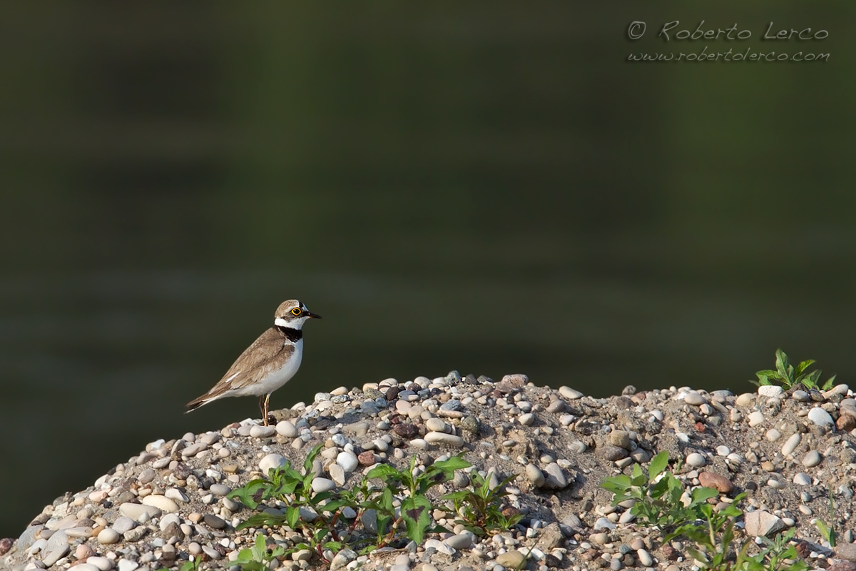 Corriere_piccolo_Charadrius_dubius_Little_Ringed_Plover11_1200