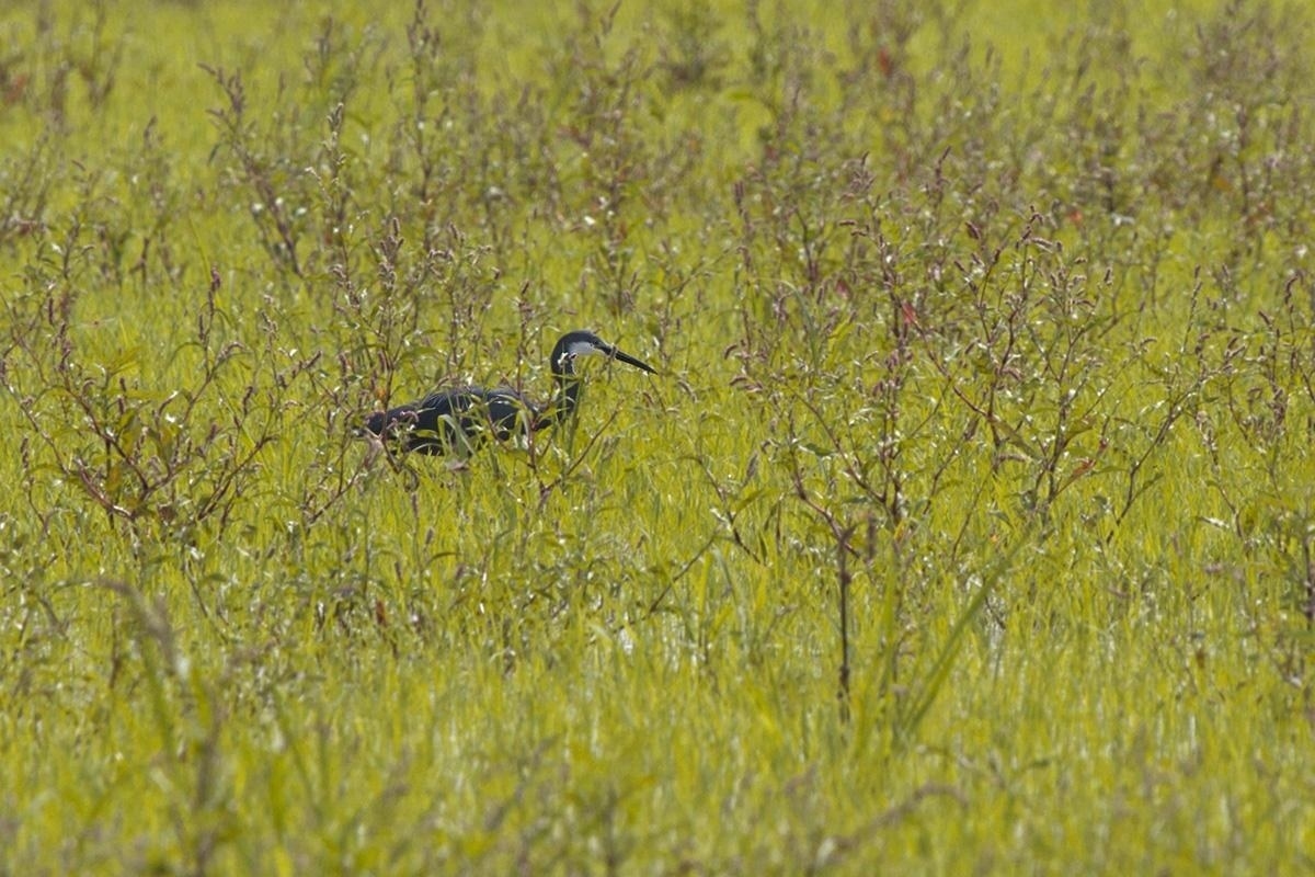 Airone schistaceo - Western Reef Heron