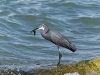 Airone schistaceo Egretta gularis Western Reef Heron