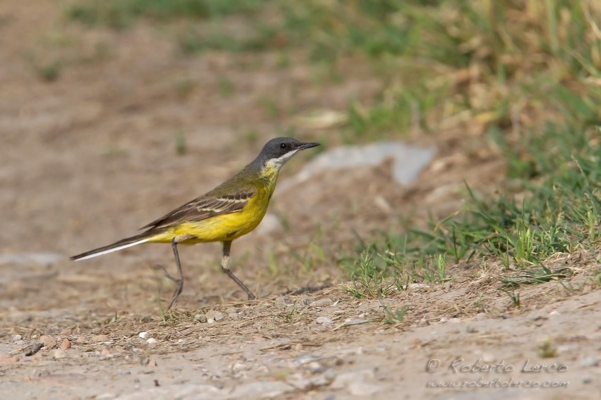 Cutrettola_Motacilla_flava_Yellow_Wagtail10_1200