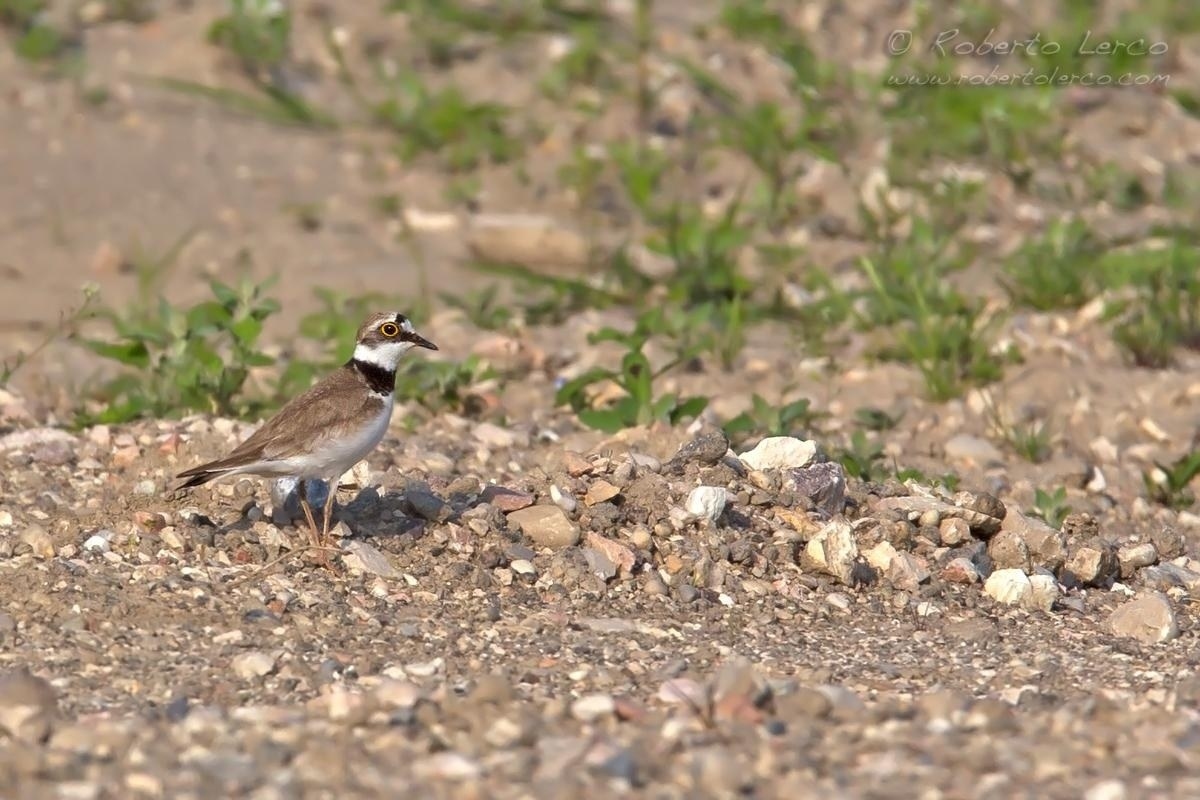 Corriere_piccolo_Charadrius_dubius_Little_Ringed_Plover03_1200