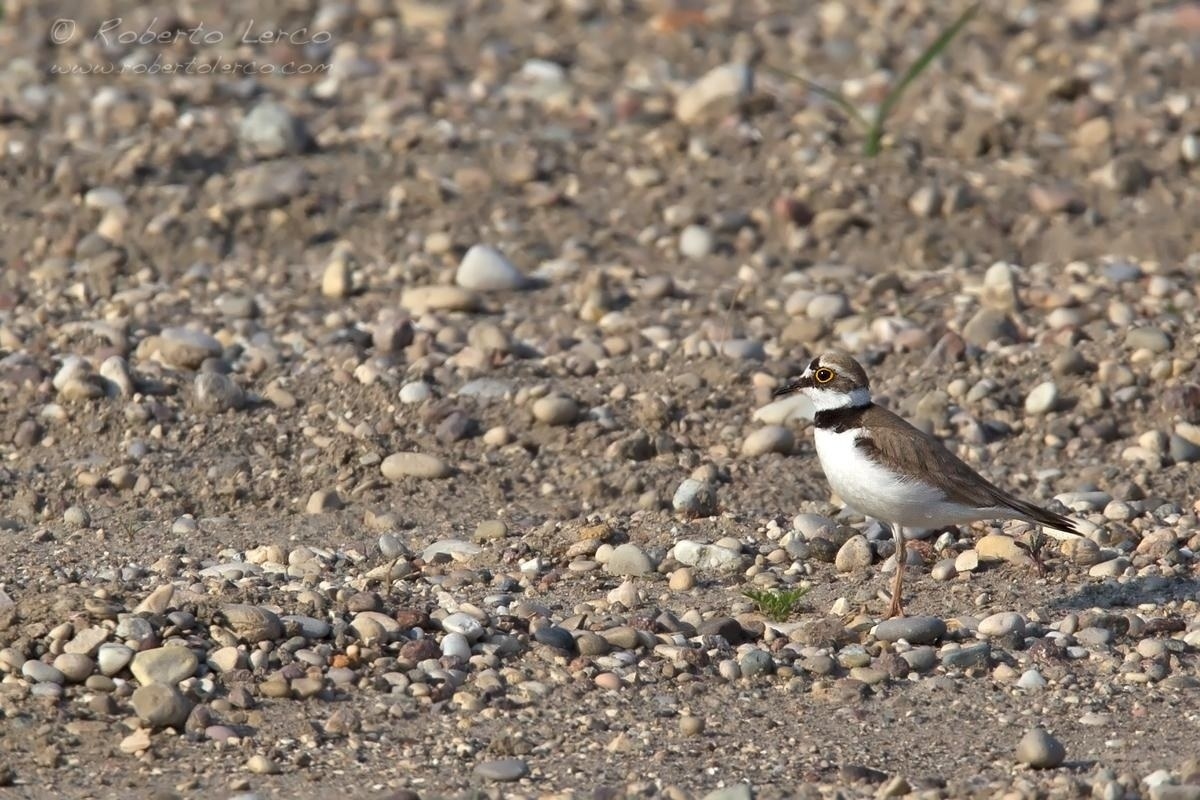 Corriere_piccolo_Charadrius_dubius_Little_Ringed_Plover05_1200