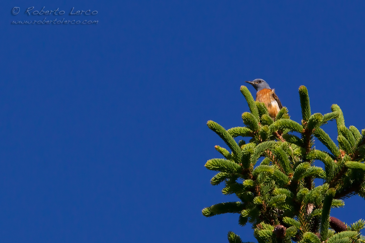 Codirossone_Monticola_saxatilis_Rufous-tailed_Rock_Thrush06_1200