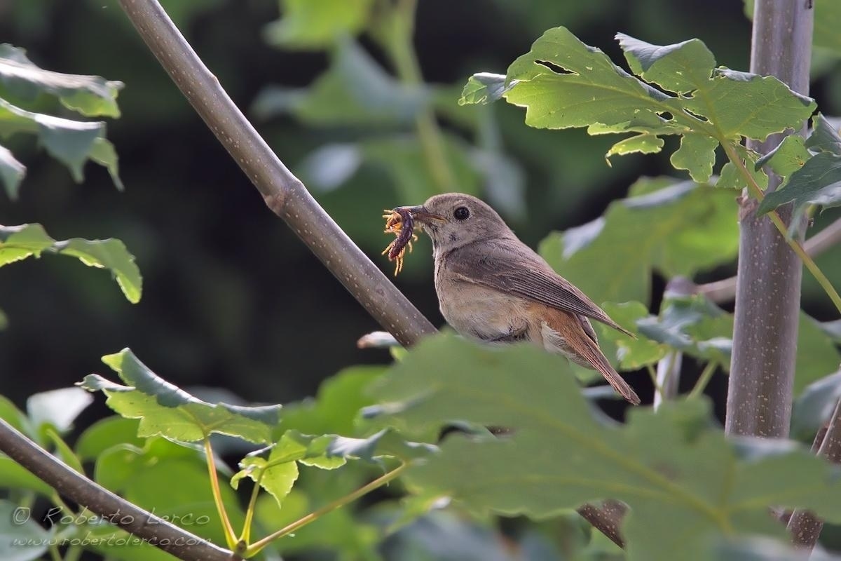 Codirosso_comune_Phoenicurus_phoenicurus04_1200