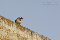 Culbianco_Wheatear_Oenanthe_oenanthe03_1200