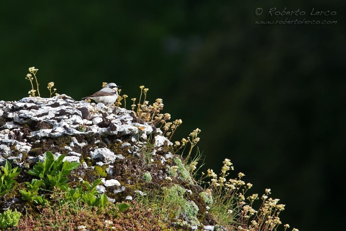 Culbianco_Wheatear_Oenanthe_oenanthe04_1200