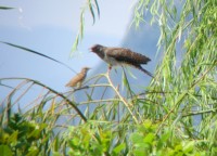 cuculo juv- cannaiola