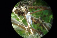 Pappagallino ondulato Melopsittacus undulatus Budgerigar