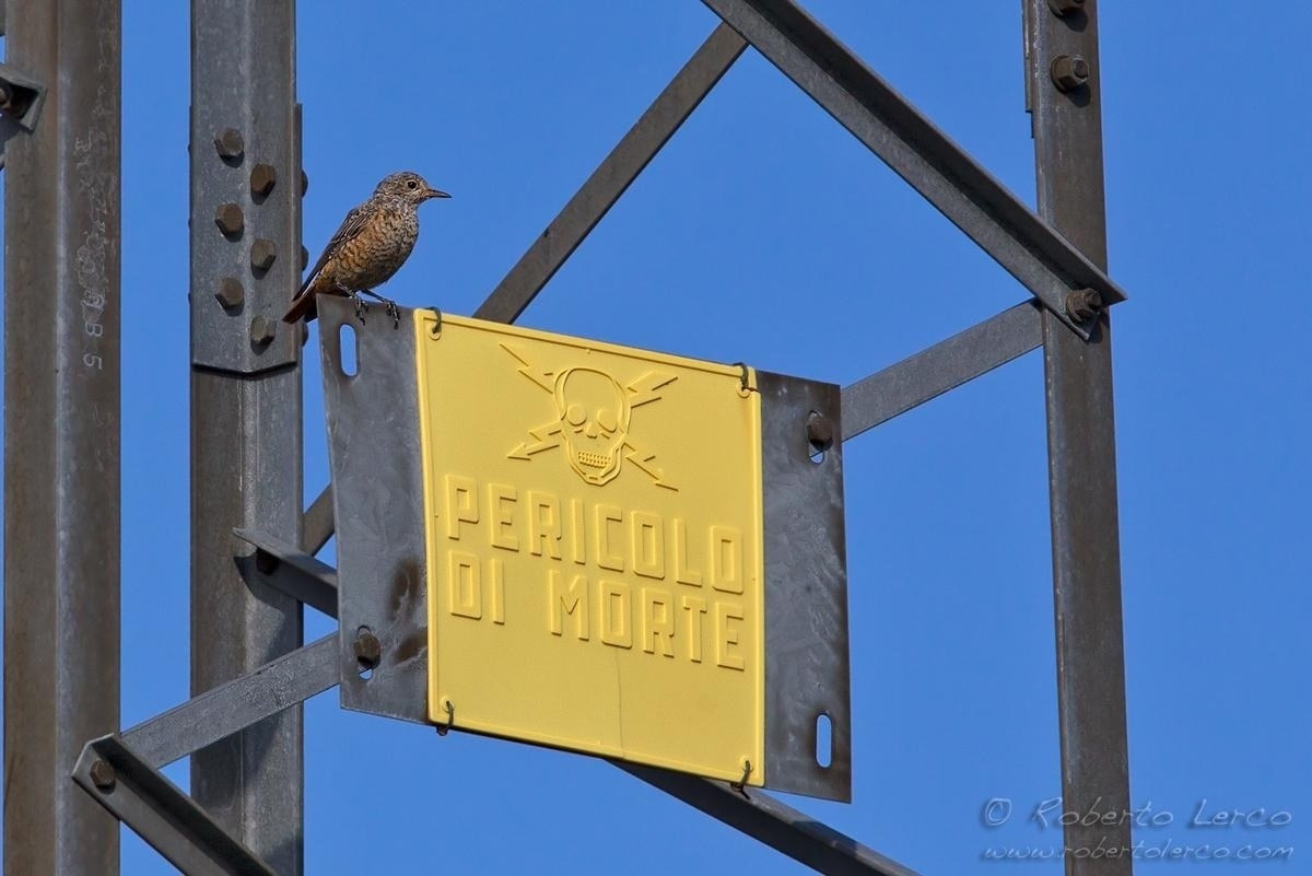 Codirossone_Monticola_saxatilis_Rufous-tailed_Rock_Thrush13_1200