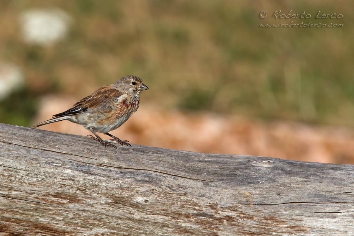 Fanello_Carduelis_cannabina_Linnet07_1200