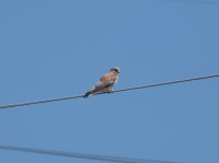 Grillaio • Lesser Kestrel