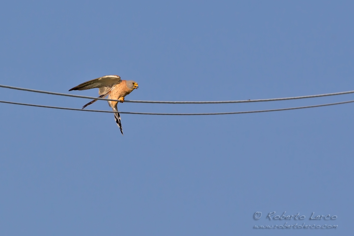 Grillaio_Falco_naumanni_Lesser_Kestrel19_1200