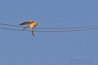 Grillaio_Falco_naumanni_Lesser_Kestrel19_1200