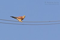 Grillaio_Falco_naumanni_Lesser_Kestrel18_1200