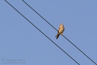 Grillaio_Falco_naumanni_Lesser_Kestrel17_1200