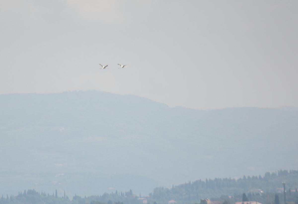 FENICOTTERO - GREATER FLAMINGO