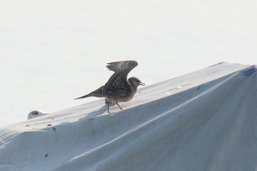 Labbo codalunga - Long-tailed Skua