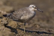 Piovanello_maggiore_Calidris_canutus_Knot18_1200