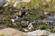 Voltapietre_Turnstone_Arenaria_interpres04_1200