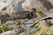 Voltapietre_Turnstone_Arenaria_interpres07_1200