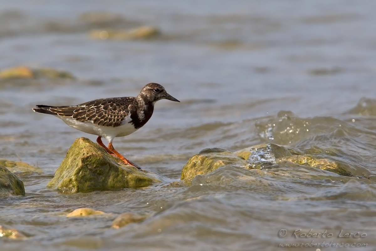 Voltapietre_Turnstone_Arenaria_interpres02_1200