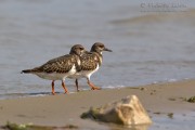 Voltapietre_Turnstone_Arenaria_interpres14_1200