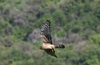 Albanella minore	Circus pygargus	Montagu's Harrier