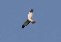 Albanella reale	Circus cyaneus	Northern Harrier