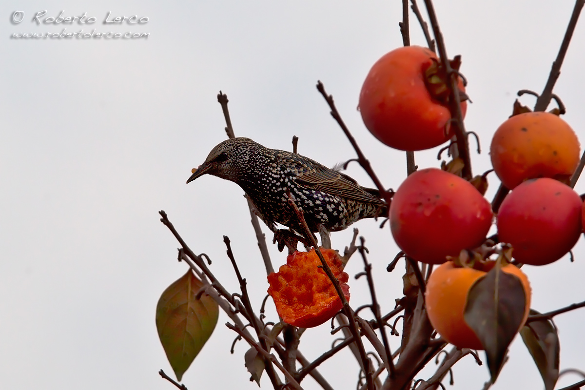 Storno_starling09_1200