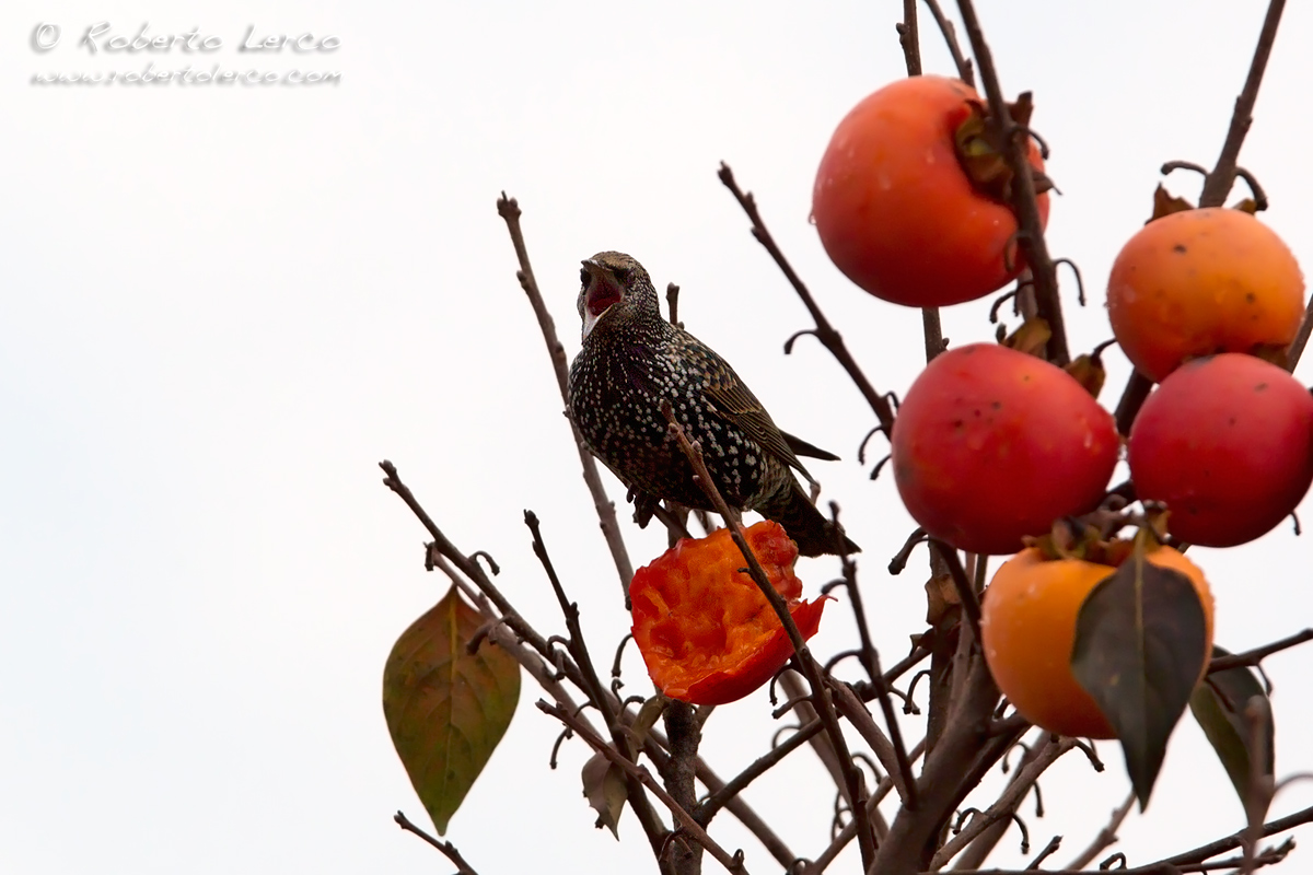 Sorno_starling07_1200