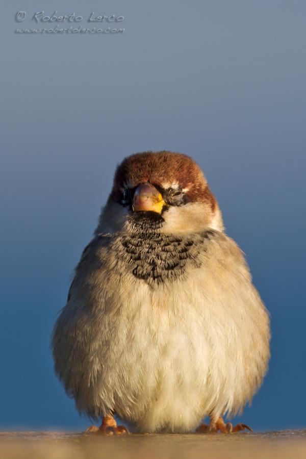 Italia_Passer_domesticus07_1200