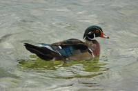 Anatra sposa	Aix sponsa	Wood Duck