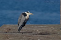 Airone_cenerino_Ardea_cinerea10_1200