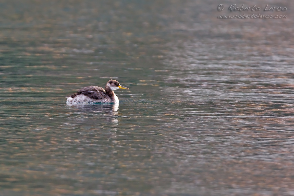 Svasso collorosso - Red-necked Grebe