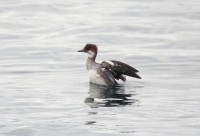 pesciaiola - smew