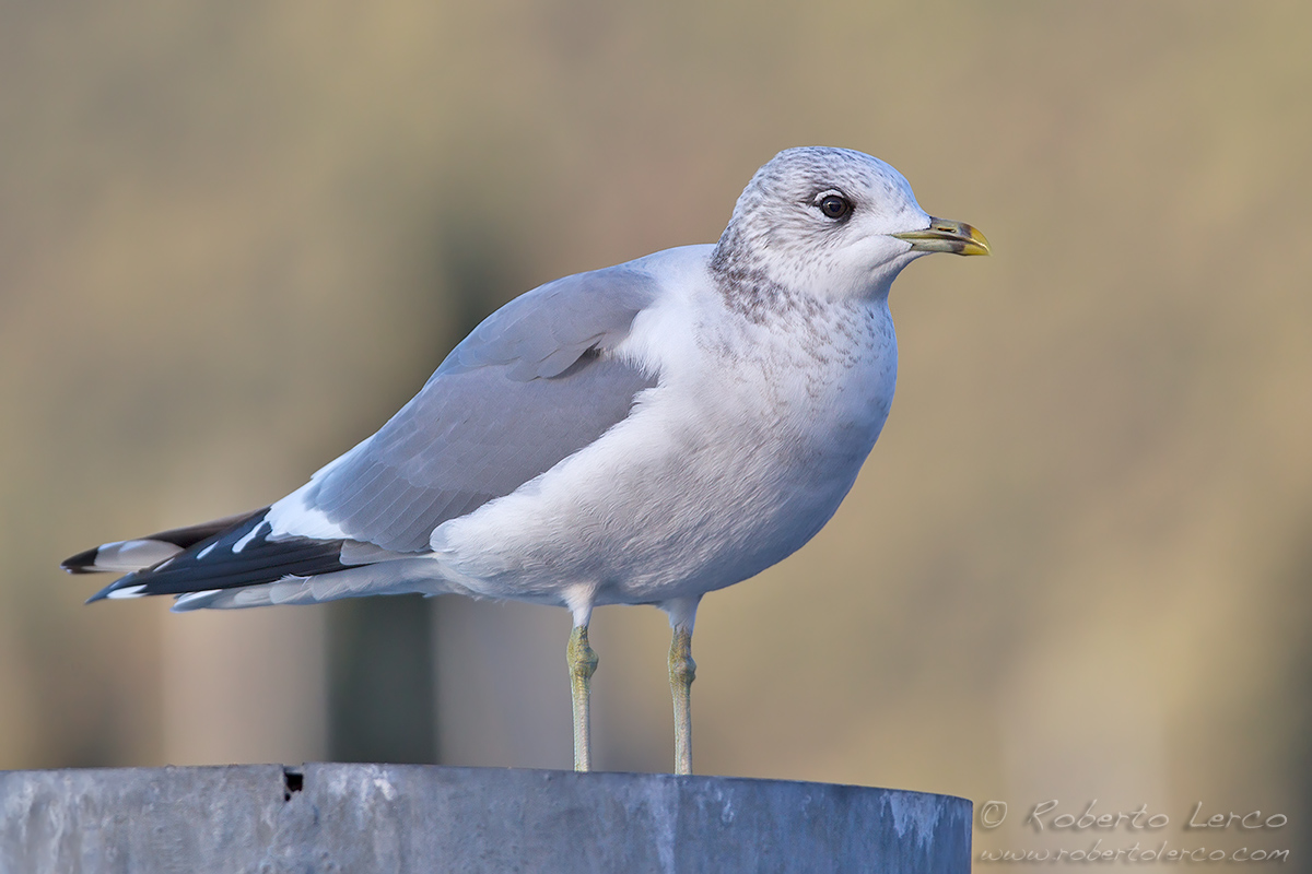 Gavina_Larus_canus_Common_Gull06_1200