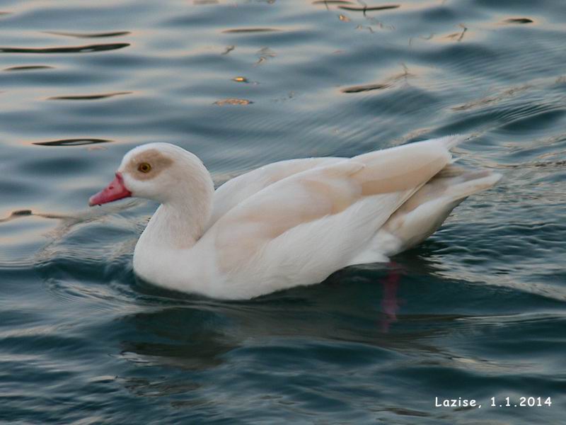 lazise1_1_014.JPG