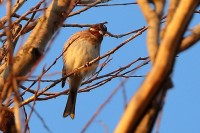 Zigolo golarossa Emberiza leucocephalos Pine Bunting