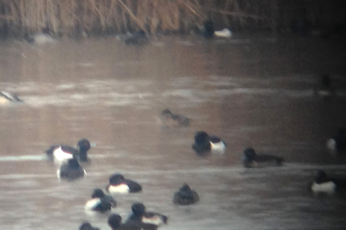 ring-necked duck