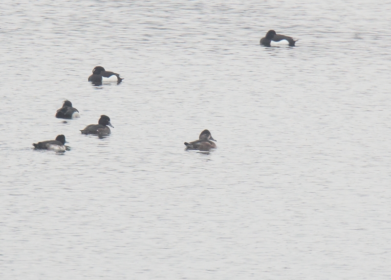 Ring-necked Duck - Moretta dal collare