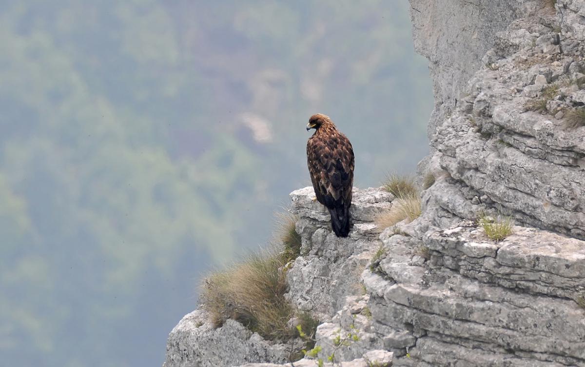 aquila reale