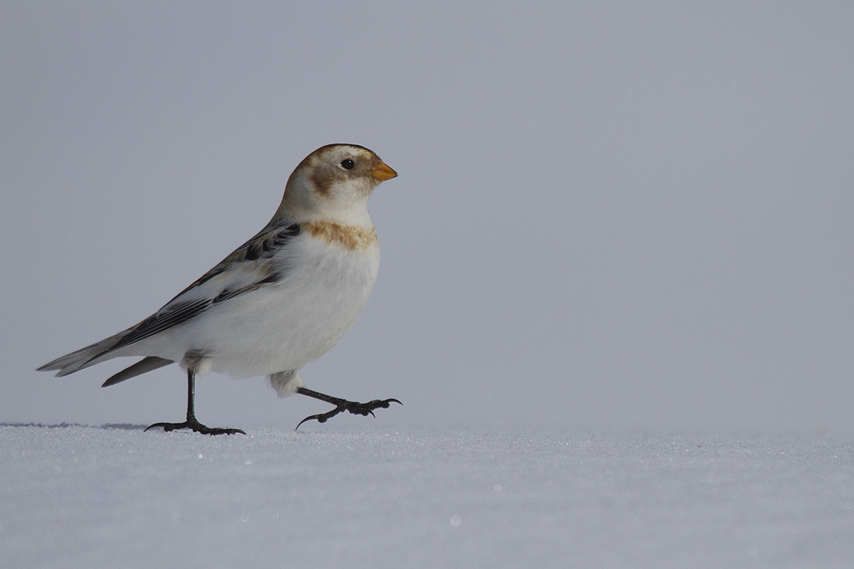 Snow Bunting