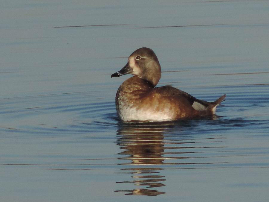 Ring-necked Duck • Moretta dal collare