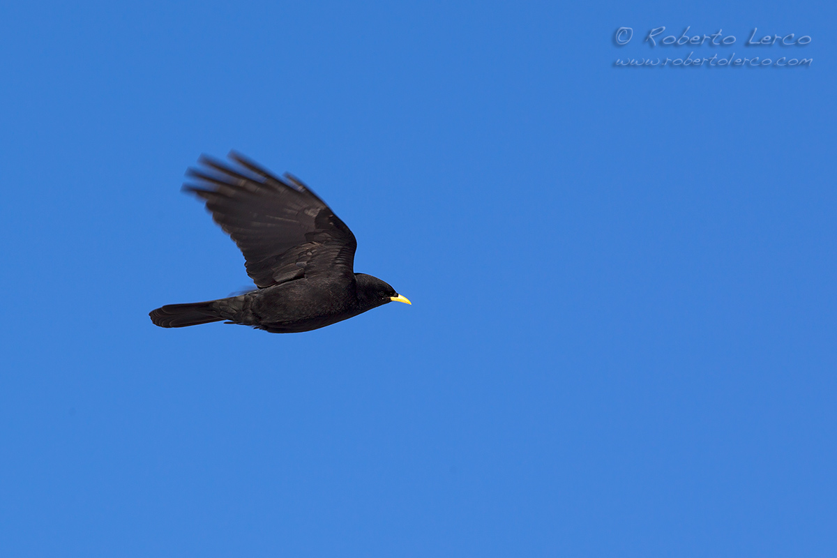 Gracchio_alpino_Pyrrhocorax_graculus25_1200